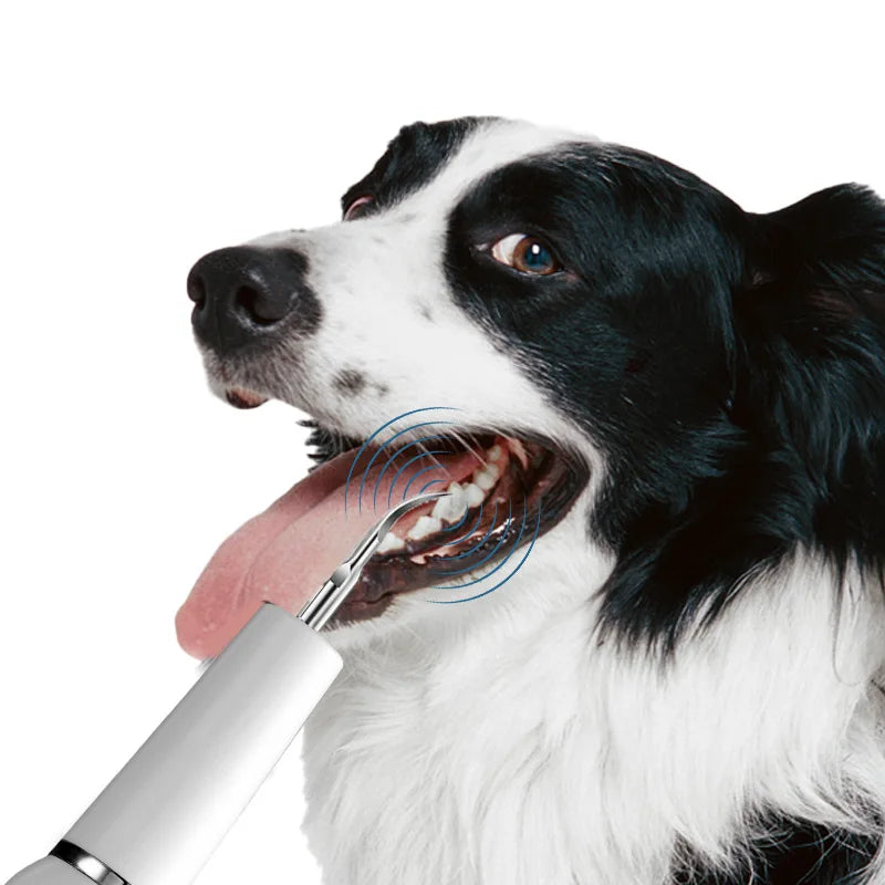 Ultrasonic Pet Tooth Scaler