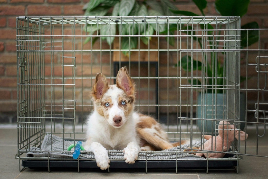 Kennels & Crates