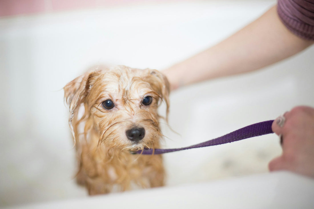 Pet Grooming Supplies