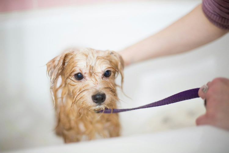 Pet Grooming Supplies