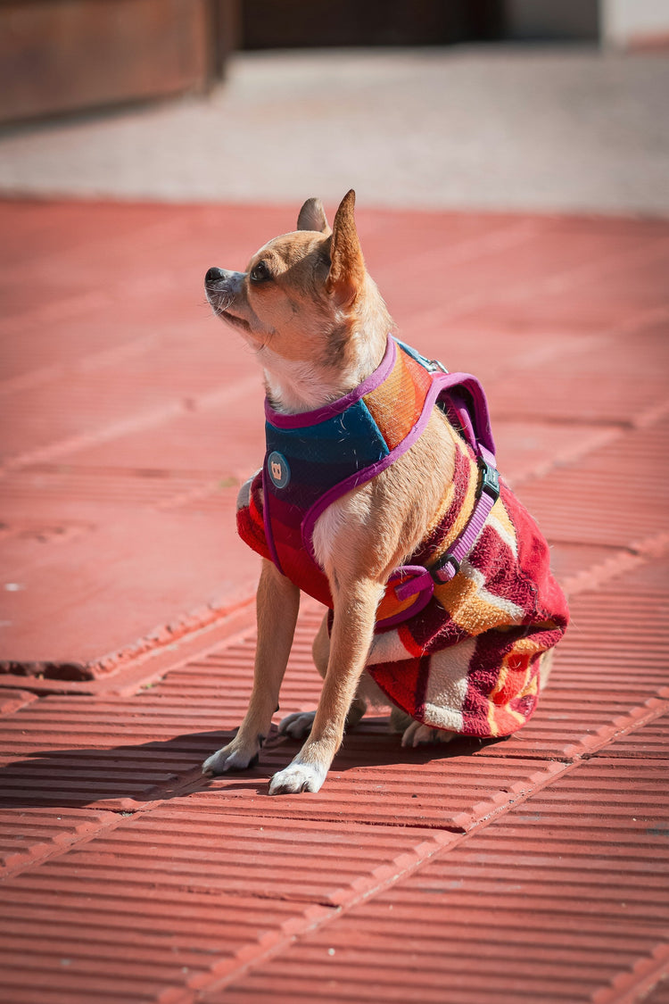 Pet Apparel