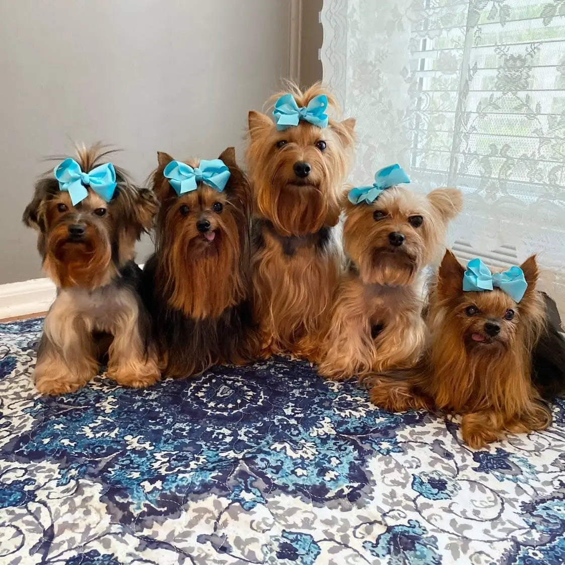 Washable Reusable Pet Pee Pads Ultra-Absorbent Waterproof Odor-Controlling Non-Slip